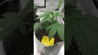 Season 1 Episode 4 of the #ILGM White Widow Autoflower Grow