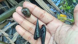 Ang Laki Ng Mga Suso Malalaking Suso Nakuha Namin Paano Manguha Ng Suso Suso Shell