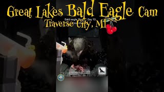 Snow the Eaglet: Day 10 Rehab Update (62 Days) 🦅#shorts