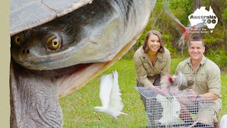 The most beautiful part of animal rehabilitation, the release | Wildlife Warriors Missions