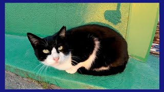 工場裏の野良猫をナデナデしてきた