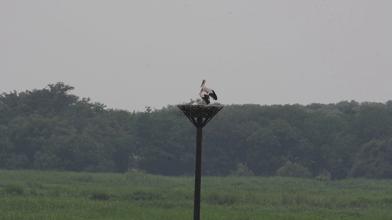 コウノトリ Oriental Stork 