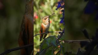 Subscribe to see more of my hummingbird close-ups hummingbird nature