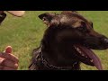 Navy SEAL Museum’s K9 Project