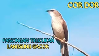 Trucukan gacor memanggil kawanan. pancingan trucukan terampuh