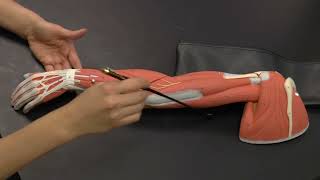 Upper limb muscles origin and insertion||Upper limb model