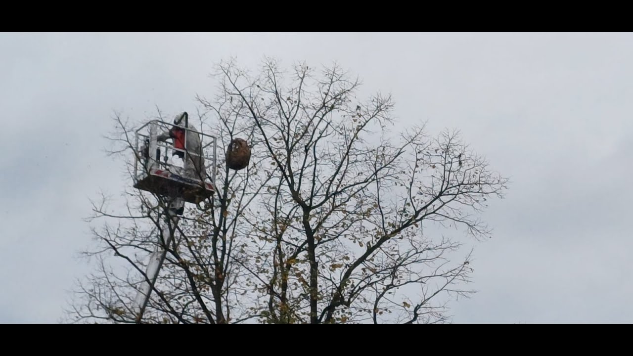 Nest Aziatische Hoornaar weghalen 171025
