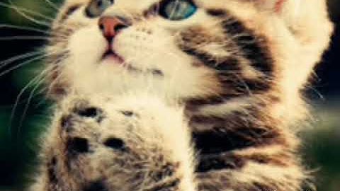 Learn to meow- xiao feng feng (meow)