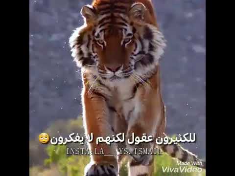 اروع انتقام ان لا تنتقم