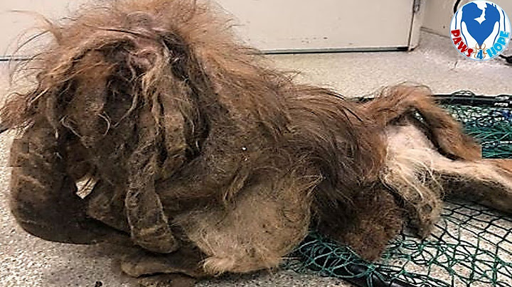 Rescue Poor Dog Has Got To Be One Of The Worst Cases Of Matting & Neglect