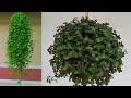 Hanging plant ideas| Hanging decoration ideas | Hanging plant