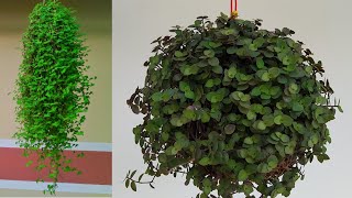 Hanging plant ideas| Hanging decoration ideas | Hanging plant