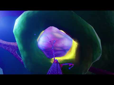 The Kinesin