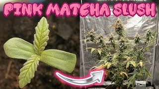 PINK MATCHA SLUSH | SEED TO HARVEST | SPIDER FARMER | HOMEGROW | SUPER-CROPPING | 420Lexicon