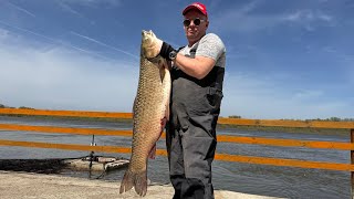 КРУПНЫЙ АМУР ! НАВЫКИ РАЗДЕЛКИ И ПРИГОТОВЛЕНИЯ В КАЗАНЕ #рецепт #рыба #fishing