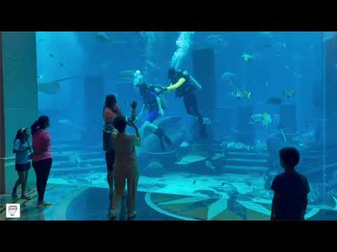 The Lost Chambers Aquarium | ATLANTIS The Palm | Dubai Tourist Attraction | Places to see in Dubai