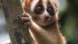 KUKANG API SIMBOL MISTIS!!!