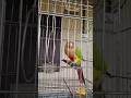 Pineapple Conure🦜 #pineappleconureparrot #petshorts #pets #shortsviral #shorts #parrots#dancingbird