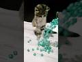 Cat ASMR🍋🍋Satisfying Reverse Beads MagicFun#shorts #cat #asmr #beads #satisfyingvideo