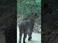 Sri Lankan Leopard&#39;s Thrilling Moments on the Hunt for Food #leopard #thewildtube #usa #safari