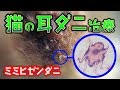 【閲覧注意】猫の耳ダニ「ミミヒゼンダニ」を肉眼発見！耳垢洗浄から通院、アドボケート・レボリューションでの治療開始まで