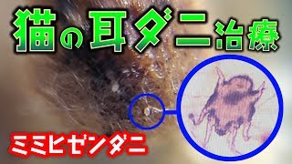 【閲覧注意】猫の耳ダニ「ミミヒゼンダニ」を肉眼発見！耳垢洗浄から通院、アドボケート・レボリューションでの治療開始まで