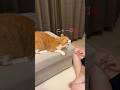愛するママにブチ切れる猫。