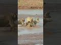 Espectacular lucha entre un cocodrilo y 3 leones...¿Quien es más fuerte?