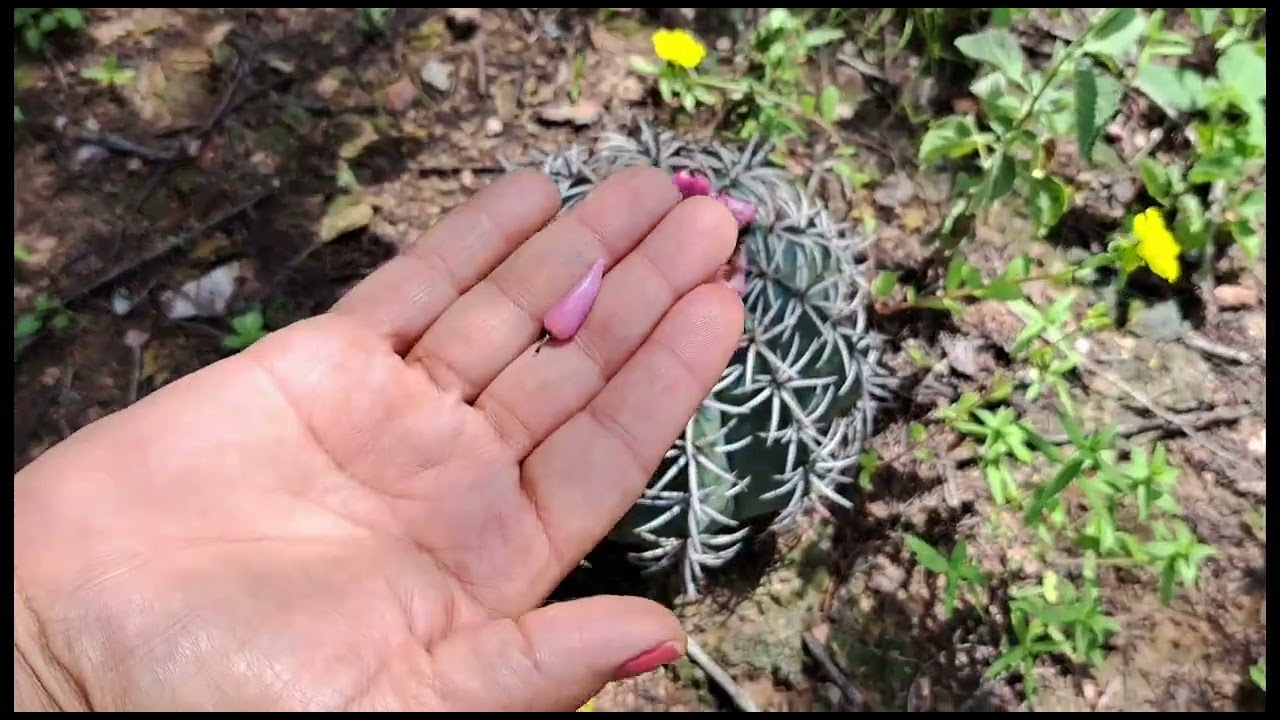 Frutos Típicos Do Sertão E Do Semeárido Da Caatinga 
