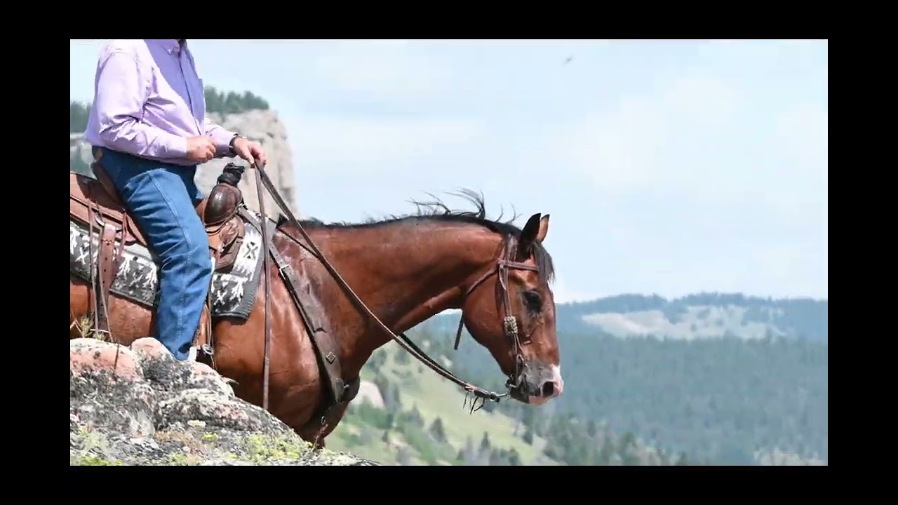 BG предлагается с 10 по 17 ноября только онлайн на HorseBid.com