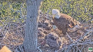 Dulles Greenway Eagle Cam - DG4 Experimenting With Self-Feeding by C Mitchell 300 views 1 year ago 2 minutes, 9 seconds