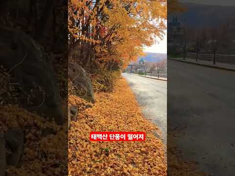 <strong>태백산</strong> 마지막 단풍이 떨어진다 ᆢ