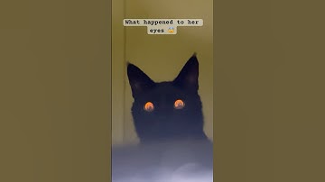 Look at my cat eyes 👀 #meanimau #shortsfeed #ytshorts #shorts #catvideos #cat #cats #meow #cartoon