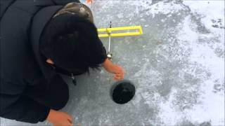 Catching A Pickerel On A Tip-Up