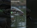Indian Rock Python – India’s Anaconda | Physics of a Waterhole Ambush 🐍💥 #shorts
