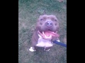Frustrated dog biting feet, clothes and leash, Frustrated dog biting feet, clothes and leash,