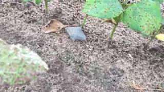 Hidden Arrowhead! ~ 564. Artifact Find! July 2017