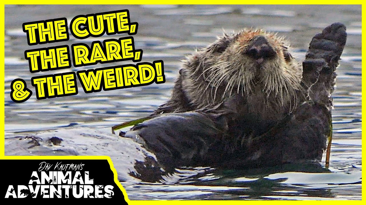 The ANIMALS you can see along the CALIFORNIA COAST! - YouTube