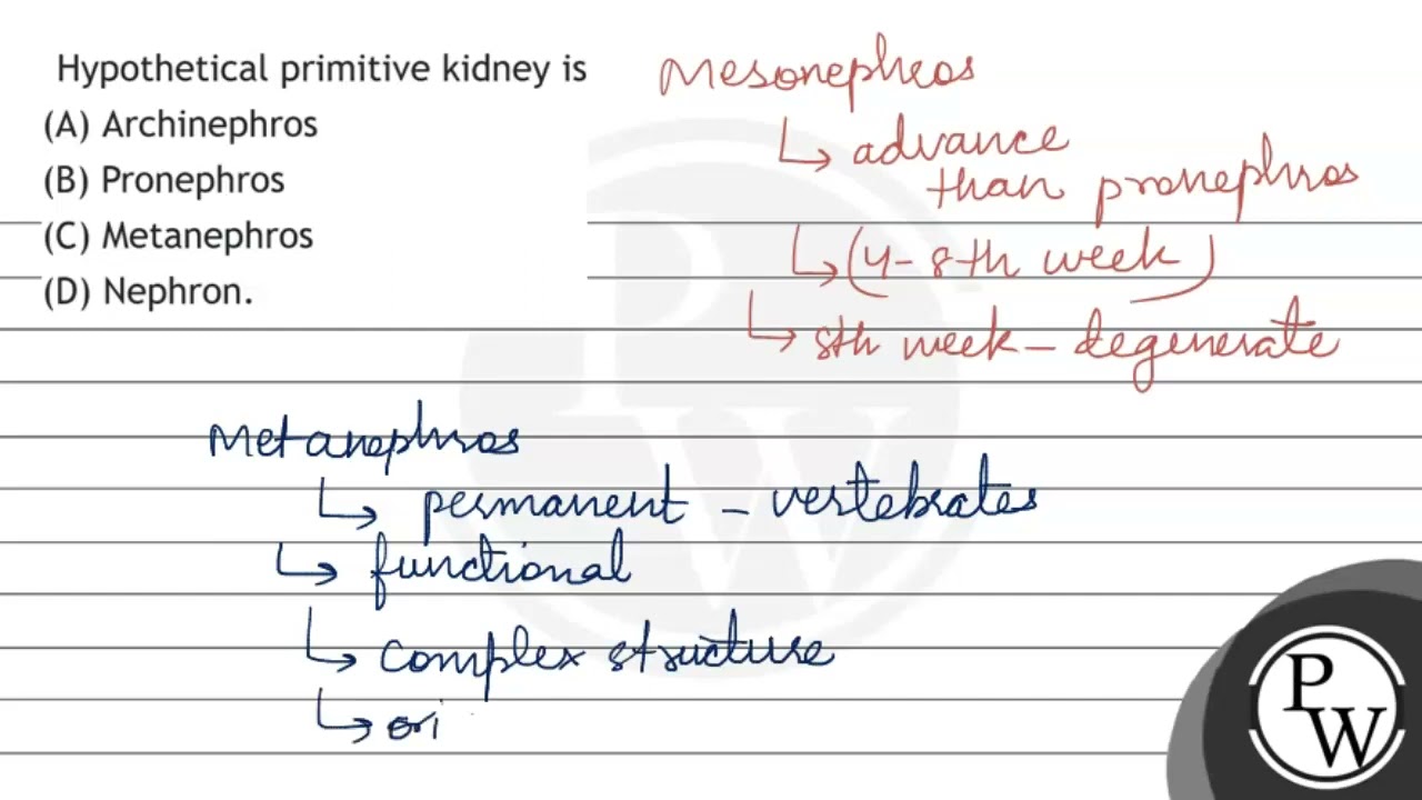Hypothetical primitive kidney is (A) Archinephros (B) Pronephros (C) Metanephros (D) Nephron.