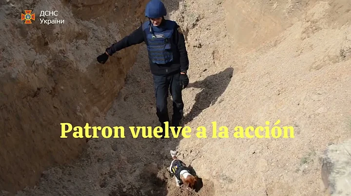 ¡Patrón el perro detector de bombas está de vuelta en acción!