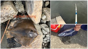 Trải nghiệm câu cá đuối cá vược cá đối bằng lưỡi ba tiêu ở biển nhật bản #Bốn#Mùa#Japan