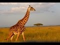Kenya - Tanzania Safari (Feb 2016) [HD]