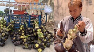 Incredible Street Food Skills: Watch This Hardworking Girl Expertly Cut Palm Fruit In Cambodia!