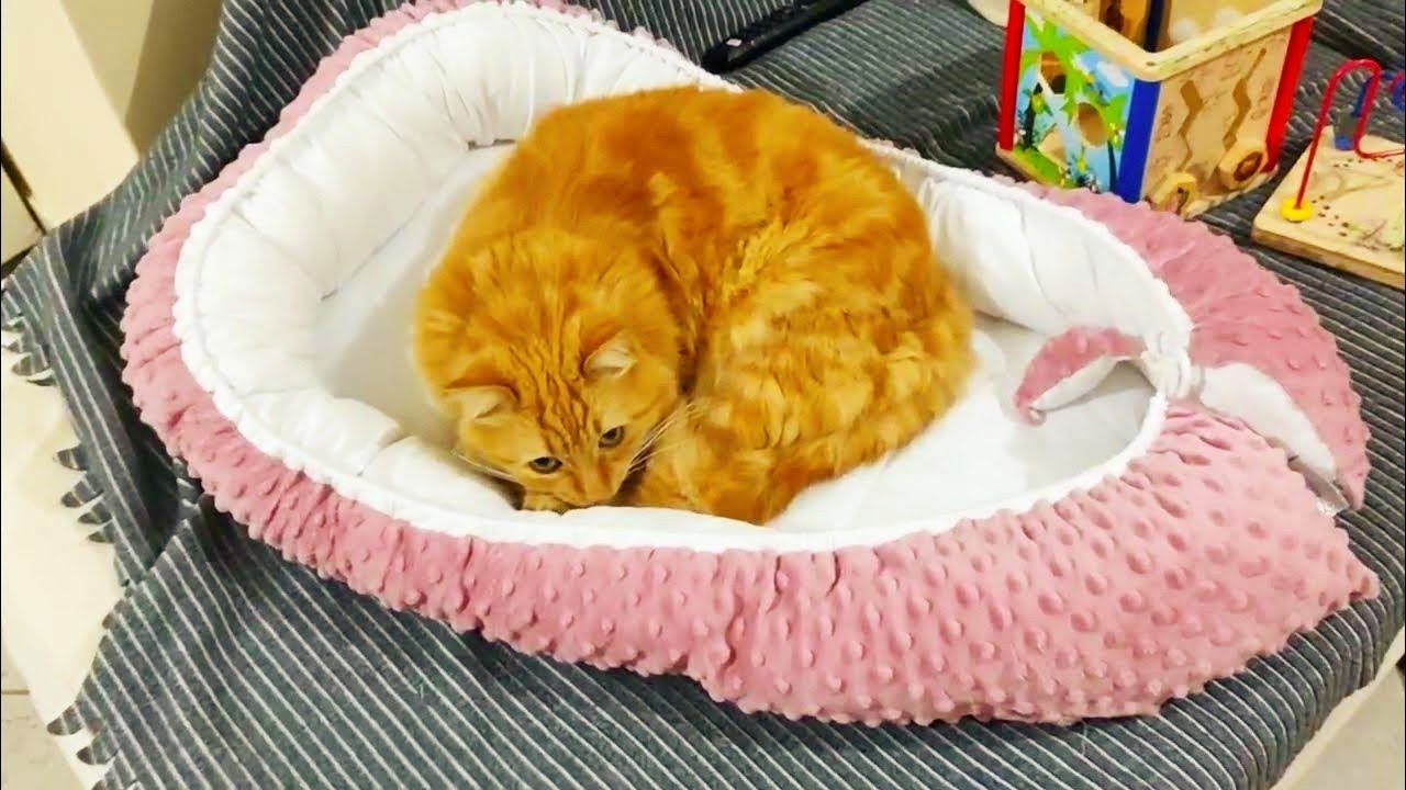 Cat STEAL Baby's Bed YouTube