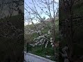 Kâbe.kiraz çiçeği Kastamonu ılgaz Taşköprü sarımsağı Nasrullah cami#keşfet #ytdayibenionecikarnolur