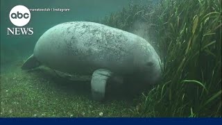 Manatees rebound in revitalized Florida river after years of dangerous decline