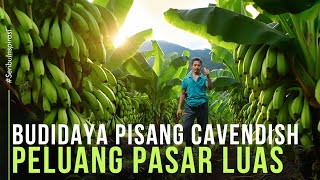 Sulap Lahan Sawah Jadi Kebun Pisang Cavendish Lebih Menjanjikan, 1 Bulan Panen 3 Ton