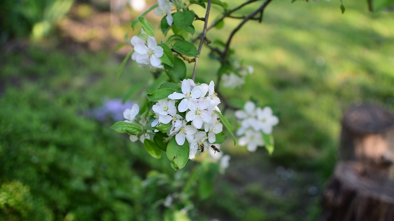 Цветущий сад и пчёлы.