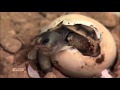 Eclosão de tartarugas-do-deserto