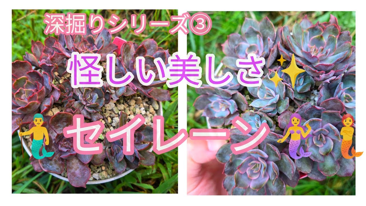 ＊クロタネ草＊多肉植物　朱寿　まめ桜 YouTube